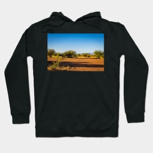 Angus Cow and Calves Hoodie